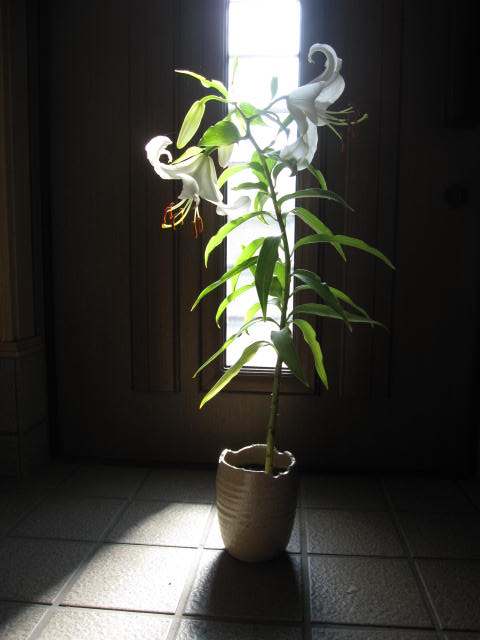 2022年5月の贈り物にギフト【ユリ】 純白で巨大輪の優雅なゆりの花　カサブランカ 百合　贈り物に 　信楽鉢植え 　お届けの際カサブランカは蕾の状態