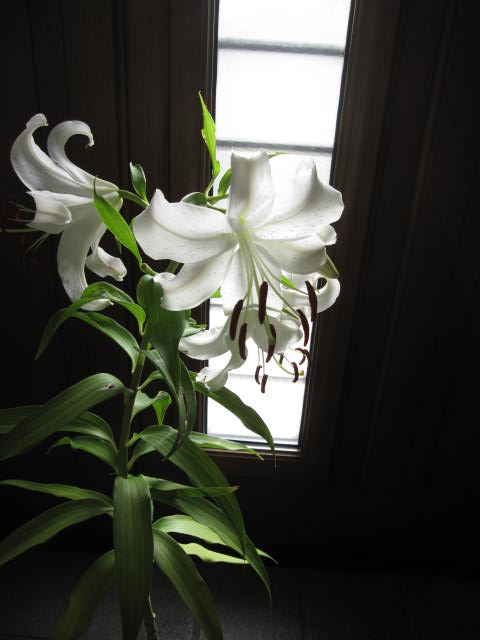 2022年7月に開花【ユリ】 純白で巨大輪の優雅なゆりの花　カサブランカ 百合　贈り物に 　信楽鉢植え 　お届けの際カサブランカは蕾の状態です　贈り物に　送料無料