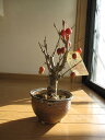 敬老の日にも喜ばれます！　姫リンゴ盆栽　青いりんごから赤いりんご　贈り物　プレゼントにミニ盆栽