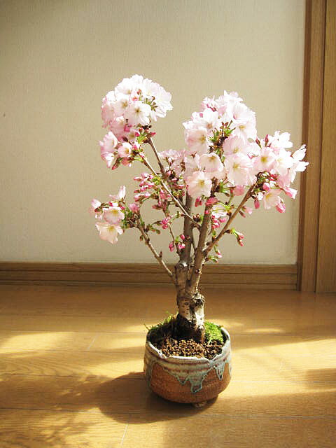 笑顔の花が咲く母の日プレゼント2024年5月にお花見が楽しめ