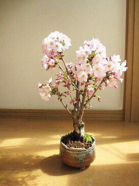 お花見が楽しめるサクラ4月頃開花プレゼントに開花した時はリビングでお花見さくら盆栽 盆栽: 桜盆栽 殿場桜信楽焼鉢入り 御殿場桜盆栽 鉢植】春に開花 自宅でお花見