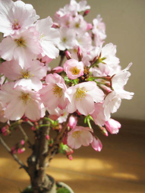 自宅でお花見を楽しむ4月頃開花プレゼントに開花した時はリビン