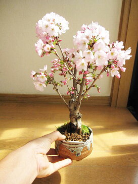お花見が楽しめるサクラ4月頃開花プレゼントに開花した時はリビングでお花見さくら盆栽 盆栽: 桜盆栽 殿場桜信楽焼鉢入り 御殿場桜盆栽 鉢植】春に開花 自宅でお花見
