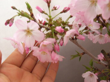 桜ミニ盆栽 春開花 桜盆栽 御殿場桜盆栽 【鉢植】202年春に開花 自宅でお花見