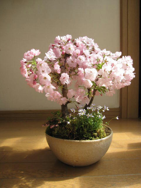 お母さんの母の日プレゼントに5月に開花調整した桜を自宅でサク
