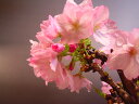 自宅でサクラのお花見を楽しむ八重桜を祝いに　さくら盆栽　でお花見ができますミニ盆栽桜 2023年4月中頃の春に開花　自宅でお花見