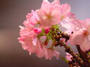 自宅でサクラのお花見を楽しむ八重桜を祝いに さくら盆栽 でお花見ができますミニ盆栽桜 2023年4月中頃の春に開花 自宅でお花見