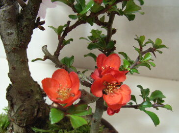 2021年4月頃開花お祝い事に【桜盆栽】【御殿場桜盆栽】と【長寿梅】の【寄せ植え盆栽桜】 【鉢植】春に開花 自宅でお花見