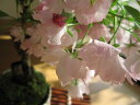 自宅でも桜でお花見が楽しめます2025年4月に開花 自宅でお花見お誕生日プレゼントに4月末ごろに自宅でサクラのお花見を楽しむ【桜盆栽】お花見 信楽桜盆栽 【桜鉢植】2025年春に開花 自宅でお花見