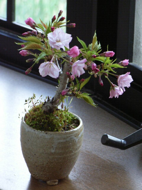 自宅でお花見2024年4月頃開花【桜盆栽】春に桜が咲きます 
