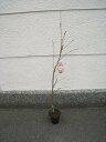 【染井吉野桜】 ソメイヨシノ桜 桜を植樹 桜の苗 【庭木】