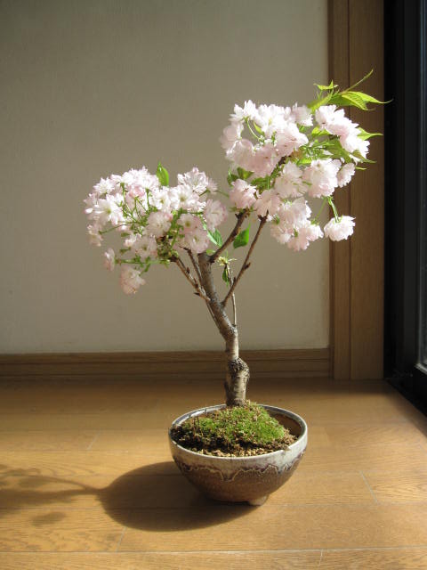 自宅でさくらのお花見2023年4月末頃開花  楊貴妃桜盆栽　八重咲桜盆栽 信楽鉢入り 　春に開花自宅でお花見