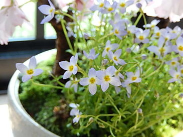 2019年4月の春に開花八重桜【さくら盆栽】さくら盆栽 桜盆栽 ツイン桜盆栽 信楽焼鉢入り 【鉢植】お祝いのプレゼントにサクラ 自宅でお花見が楽しめます
