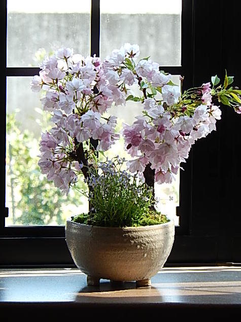 笑顔の花が咲く母の日プレゼントにさくらのお花見を楽しめるお誕