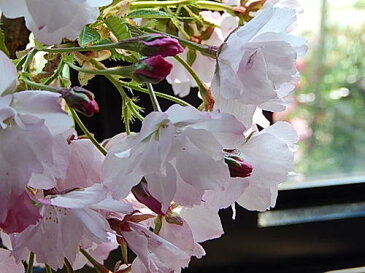 2019年4月の春に開花八重桜【さくら盆栽】さくら盆栽 桜盆栽 ツイン桜盆栽 信楽焼鉢入り 【鉢植】お祝いのプレゼントにサクラ 自宅でお花見が楽しめます