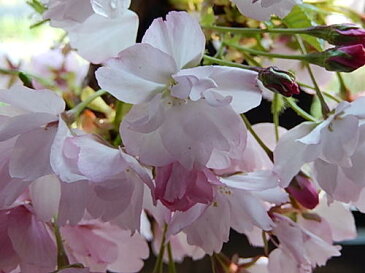 2019年4月の春に開花八重桜【さくら盆栽】さくら盆栽 桜盆栽 ツイン桜盆栽 信楽焼鉢入り 【鉢植】お祝いのプレゼントにサクラ 自宅でお花見が楽しめます