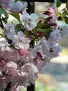 自宅で桜のお花見を楽しむ2025年4月末頃開花お祝いのプレゼントに【さくら盆栽】4月中頃開花予定 さくら盆栽 桜盆栽 ツイン桜盆栽 信楽焼鉢入り 【鉢植】春に開花 自宅でお花見