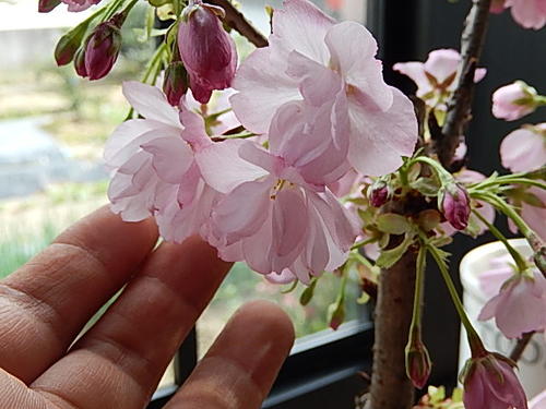 プレゼントに5月にさくらのお花見を母の日ギフト自宅でサクラのお花見を楽しむ【5月に開花】自宅でさくらのお花見を楽しむ2022年5月に開花ギフトミニ八重さくら盆栽 桜盆栽 旭山桜盆栽 信楽焼鉢入り【さくら盆栽】春に開花　自宅でお花見ができます