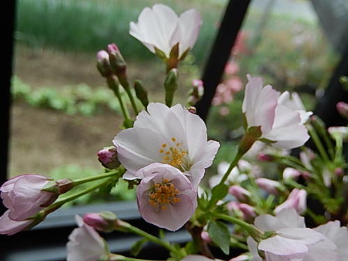 自宅でサクラのお花見を楽しむ2023年4月の春に開花御殿場桜