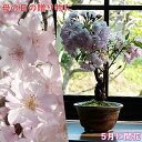 おすすめ6月にサクラのお花見が楽しめます鉢花贈り物に 桜盆栽 2023年 6月開花 プレゼント さくら 自宅でお花見