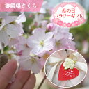 自宅でさくらのお花見を母の日ギフト2025年5月に自宅でさくらのお花見を楽しむ2025年5月頃開花【さくら盆栽】 桜盆栽 御殿場桜盆栽 桜満開ギフト自宅でお花見...