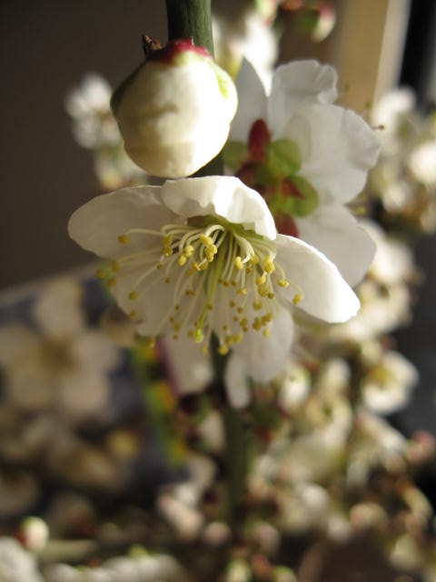 2024年3月頃開花します プレゼントにも最適 紅白梅梅盆栽 【盆栽】 信楽焼き入り 紅白梅盆栽 【鉢植】】【梅盆栽】