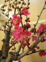 鉢花梅 2024年2月中頃開花梅の開花 紅色と白色に咲く紅白梅盆栽 信楽焼き入り 紅白梅盆栽 