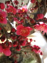 【梅盆栽】 梅盆栽セット 香りと花の贈り物 紅と白梅梅盆栽 【盆栽】 信楽焼鉢入り 紅と白梅盆栽で 紅白盆栽 二鉢でお買い得 【鉢植】【年末年始のお祝い お歳暮に】