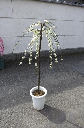 枝垂れ梅苗木【八重しだれ梅苗】 2023年3月に開花 しだれ梅　白梅　 八重咲の白色と　香りの贈り物 このサイズでは珍しい 　しだれ白梅 【プラ鉢植】のサムネイル