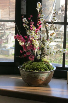 2015年2月頃開花しますプレゼントにも最適紅白梅梅盆栽【盆栽】信楽焼き入り紅白梅盆栽【鉢植】