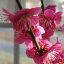 2021年2月頃開花【祝紅梅】【盆栽梅】梅盆栽 盆栽: 紅梅盆栽 梅盆栽は開花の梅花も香りもすばらしいです。玄関を彩る梅の花 紅梅 【鉢植】