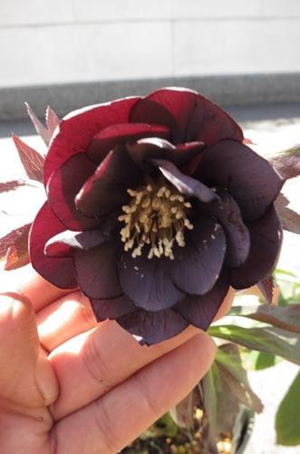 楽天市場】黒(種類(植物)クリスマスローズ)(鉢花|花・観葉 楽天市場】黒(種類(植物)クリスマスローズ)(鉢花|花・観葉