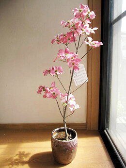 ハナミズキピンク花水木シンボルツリー【ハナミズキ鉢植え】ピンクのハナミズキ贈り物に花ミズキ信楽鉢入り2014年開花予定鉢植えはなみずき