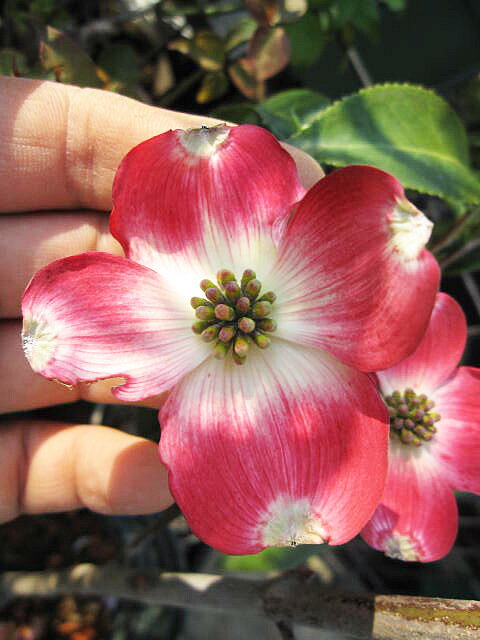 ハナミズキ白花と赤花で紅白の花水木セット2023年4月開花新緑の葉を楽しむハナミズキ花水木シンボルツー ハナミズキ 苗木来年春にアカとシロのハナミズキを楽しめます 紅と白はなみずき2本セット贈り物に紅白の花ミズキ