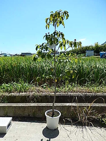 2024年4月末頃に開花の花水木 春に開花します。 はなみずき　白花　クラウドナイン シンボルツリー 【ハナミズキ 苗木】