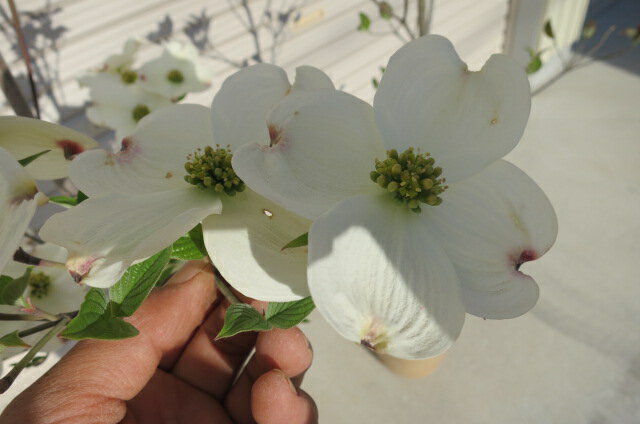 楽天ギフト　ショップ　ナガシマ4月末頃に開花の花水木 春に開花します。 はなみずき　白花　クラウドナイン シンボルツリー 【ハナミズキ 苗木】