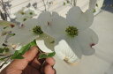 4月末頃に開花の花水木 春に開花します。 はなみずき 白花 クラウドナイン シンボルツリー 【ハナミズキ 苗木】