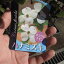 葉の花水木 高さ 50センチ前後【信楽焼 鉢植え】 はなみずき 白花 白のハナミズキ 春に開花します