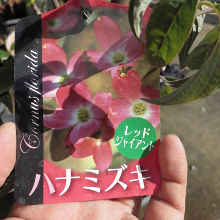 2024年開花の花水木 高さ　50センチ前後【信楽焼　鉢植え】　 はなみずき 赤花　 赤のハナミズキ