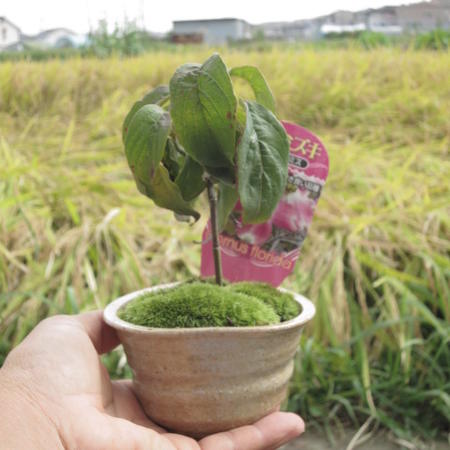 ハナミズキ　赤　 花水木 【ハナミズキ 鉢植え】　5月に開花　 　鉢植え　高さ15センチの　かわいいサイズです　はなみずき　花水木