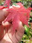 【紅葉】　紅葉といえば イロハモミジ 苗もみじ もみじ　 【もみじ苗】 【庭木】高さ　約1.5M
