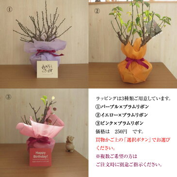 桜ミニ盆栽 春開花 桜盆栽 御殿場桜盆栽 【鉢植】202年春に開花 自宅でお花見