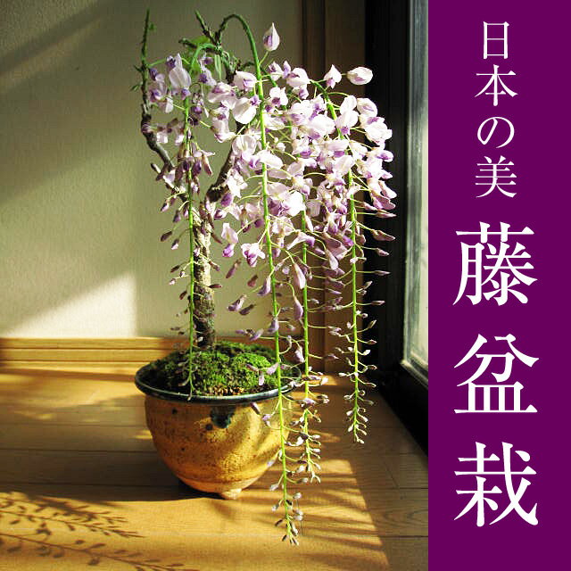 ギフト【藤盆栽】野田 藤 盆栽 綺麗な薄紫の藤...の紹介画像3