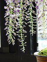 ギフト藤盆栽2023年4月春開花 藤盆栽 春に開花が楽しに育てる 藤盆栽 信楽鉢入り 【花鉢植】