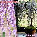 遅れてごめん母の日母の日の贈り物に 藤盆栽 2023年 5月に開花 贈り物