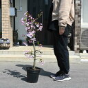 ハナカイドウ苗2025年4月中頃~5月にに開花 花海棠大苗 【ハナカイドウ庭木】