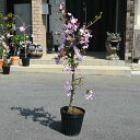 しっかりとした接ぎ木3年ハナカイドウ苗2025年4月中頃~下旬に開花 花海棠 大苗 【庭木ハナカイドウ苗木】