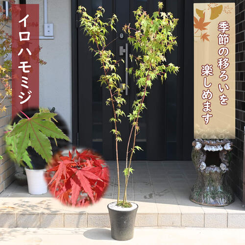 イロハモミジは、日本の美しい新緑や紅葉を代表する木であり、自然樹形で整いやすく、育てやすい庭木です 葉にはノコギリ刃のようなギザギザがあるのが特徴です。 春には若葉と小さな花、夏は青葉、秋には紅葉と、四季を通じて美しい姿を見せてくれます。 お家で紅葉狩りを楽しませんか。 鉢植え ・商品名イロハモミジ ・商品の説明 高さ　鉢底から約150センチ ・イロハモミジの育て方 日当たりの良い場所を好みます。乾燥が苦手なので、表土が乾いたら鉢底から流れ出てくるくらいたっぷりと水やりをしましょう。葉焼けしやすいので、真夏の葉焼け対策をしっかり行いましょう。 ・特徴ムクロジ科カエデ属四季を通じて、美しい姿を楽しめます 自然樹形が整いやすく育てやすいです ・梱包と発送方法贈り物としてもお届けができます クロネコヤマト便でのお届けです　 ・注意事項 数量物の為、若干高さや枝ぶりが違います 植物は生き物ですので、お届けの時期によって樹姿等は、変わりますのでご了承ください。　
