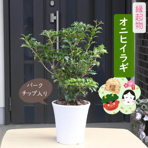 オニヒイラギは、年中変わらず美し葉色の常緑樹です。 葉色は季節で変化するものが多く、新緑はライムグリーンで、次第に濃い緑になります。赤やゴールド等多彩に変化する場合もあります。お届け時は花は咲いておりません 開花期は11月、白いキンモクセイに似た花を咲かせます。又、ほんの微かですが、キンモクセイのような芳香もあります。花後は、翌年の初夏に黒に近い紫の果実を実らせます。 クリスマスの飾りとして用いられるセイヨウヒイラギはモチノキ科の樹木で、オニヒイラギとは別に種類です。 オニヒイラギは魔よけの木と呼ばれ、葉の尖った緑が鬼の目に刺さることから鬼が嫌う気と言われ、節分にイワシの頭と合わせて魔よけとして飾られます。 又、昔から「庭の表鬼門（北東）にはヒイラギ、裏鬼門（南西）にナンテンを植えると、鬼門除けになる」という言い伝えから、災いや厄を避ける植物として古くから親しまれています。 洋風にも良く合い、生垣樹、グランドカバーにもオススメです。 ※現品ではなく同等品のお届けです ※植木鉢のデザインは変わる場合があります 鉢植え ・商品名オニヒイラギ ・商品の説明 高さ　鉢底から約55～65センチ ・オニヒイラギの育て方 日当たり、水はけ共に良い場所を好み、1日中湿っている場所は苦手です。水やりは、表土が乾いたときにたっぷりと与えましょう。 ・特徴モクセイ科モクセイ属トゲトゲの葉が可愛らしいです 耐暑性・耐寒性があり、育てやすいです ・梱包と発送方法贈り物としてもお届けができます クロネコヤマト便でのお届けです　 ・注意事項 数量物の為、若干高さや枝ぶりが違います 植物は生き物ですので、お届けの時期によって樹姿等は、変わりますのでご了承ください。　