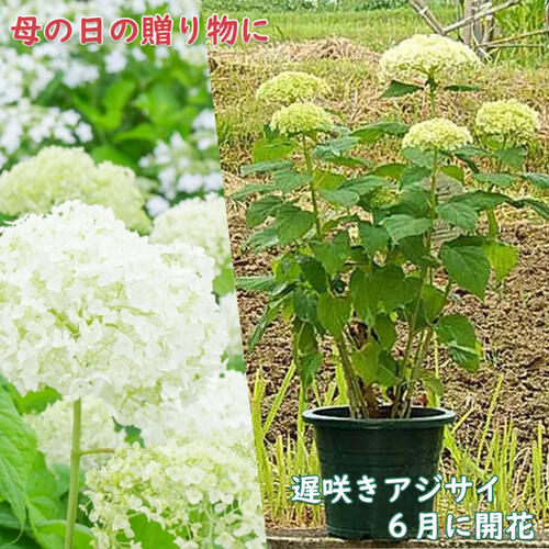 アナベル アジサイ 母の日のプレゼンにおすすめです6月開花します　ギフト鉢花贈り物に2024年6月に開花贈り物に アナベル 苗 紫陽花 プラ鉢入り 遅咲き アメリカあじさい 西洋アジサイ